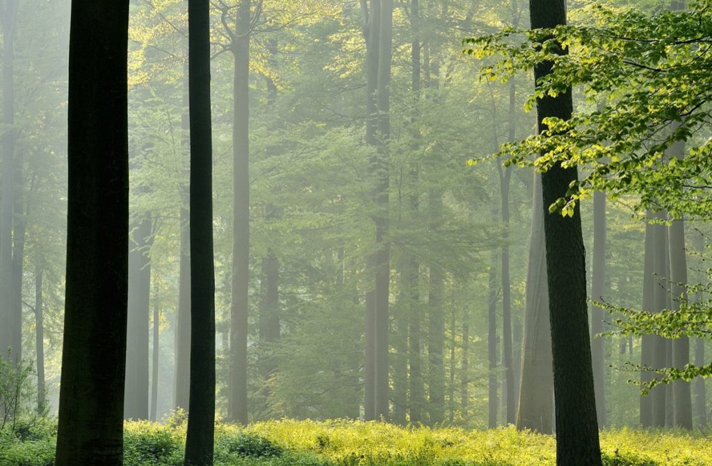 Vente de bois sur pied de la Région de Bruxelles-Capitale – La Forêt de